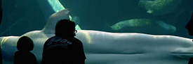 Beluga Whales at the Shedd Aquarium